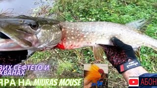 #Pike #Fishing. Сефтосах  новата пръчката с новата мишка. Hand made mouse made by Alin