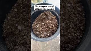 Черенкуем мяту из магазина #shortvideo