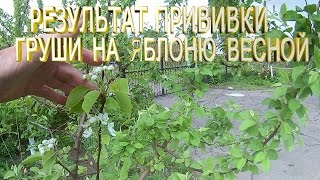 Результат прививки груши на яблоню весной.Прививка плодовых деревьев.Сроки прививки яблони.