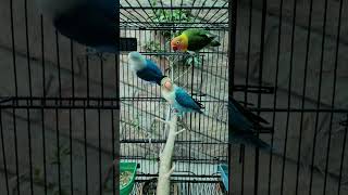 Lovebirds Fischers and Lovebirds Personata, blue parrot, Daily routine, Blue Love Bird- OCT 2024