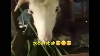 kambing beranak 5..