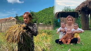 Single mom - Harvesting rice & building bamboo fences, taking care of 3 children, difficult life