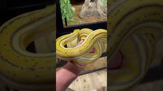 Hypo Platty Tiger Reticulated Python #backstreetboys #music #snake #reptiles #shorts #diy