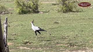 Secretary Bird, the Tallest Raptor in the World