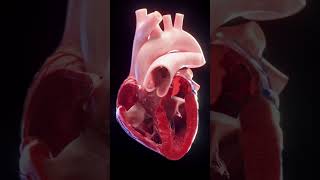 Awesome heart anatomy in 3-D