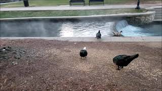 Birds In the Park, Human-Environment Interaction