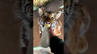 TIGER CUB DRINKING MILK 😍