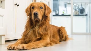 Gastrointestinal Issues in Golden Retrievers: What You Need to Know