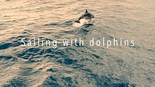 Sailing with dolphins at the Turkish coast