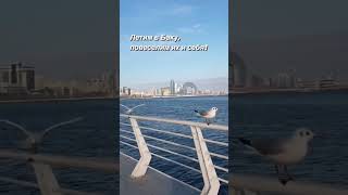 Даже Бакинские чайки скучают без тебя! / Even the Baku seagulls miss you!