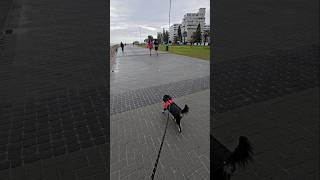 Miniature Schnauzer Walking Rain Day