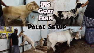 Palai Setup in Hyderabad| INS Goat Farm| Multiple goat Breeds | Hyderabad