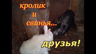 кролик подружился со свиньей...)))