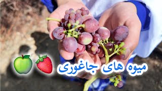 ویدیو که همه تان منتظر اش بودید🤩🫡