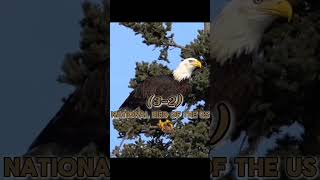 Bald Eagle VS Harpy Eagle