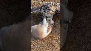 Bird Falcon attack | Catch | Rabbit #birds #ytshorts #viral #falcon #wildlife #shorts