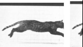 MuyBridge Cat Jump Loop