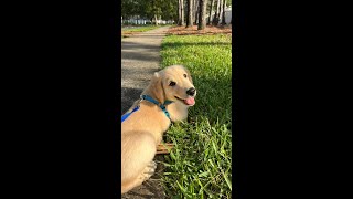 Golden Retriever Puppy | Best Funny Dog