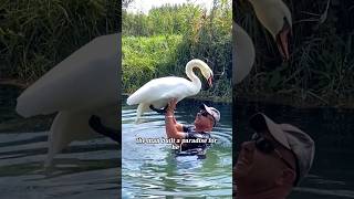 A beautiful story 🦢🥰💖 #animals #cute #cuteanimals #shortvideo #shorts #story #goose