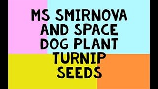 Ms Smirnova and Space Dog plant turnip seeds - Spring 1 - Week 3