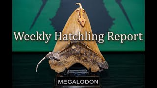 Weekly Hatchling Report  Baby Geckos and Shark Teeth