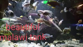 Beauty malawi fish cichlids 400ltr