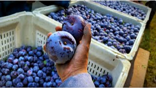 Picking 8.9 Billions of Plums in California - The Production Process of Billions of Prunes