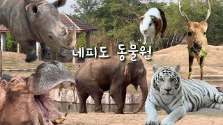 [Naypyitaw vlog] 미얀마 네피도 동물원&사파리