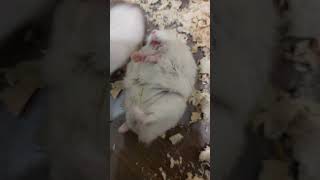 Waking a sleeping hamster