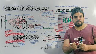 Structure of Skeletal Muscle: Detailed lecture on Skeletal Muscle