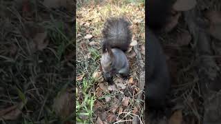 Мои белочки узнают меня по голосу в сквере #белка #squirrel #белки #cute