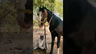 Stallion horse Marawadi || Marwadi Horse  #indianhorsel #horselover #shortsvideo #youtubeshorts