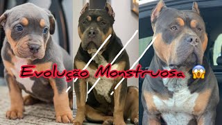 Evolução de um American Bully XL | Impressionante