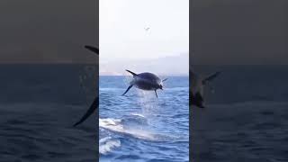 peaceful dolphin jump #shorts #ocean #whale #fish #dolphins