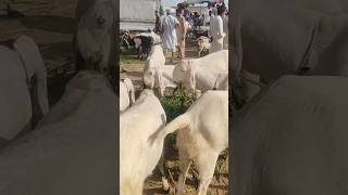 Bakra farm shorts.Qurbani k janwar lnye k lye rabta Karine....