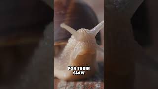 Interesting Facts About Snails