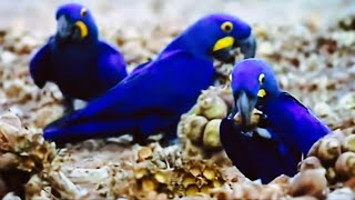 Hyacinth Macaw, characteristic blue tone, reflection of light from infinity to the animal world