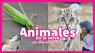 Animales en la selva🐾