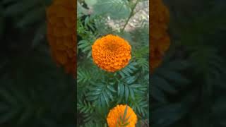 #MarigoldFlower #YouTubeshorts #Randomd2c #flowersShortsvideos #ViralShortVideos