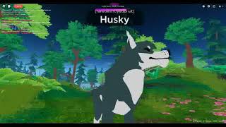 husky in the funny roblox wolf game