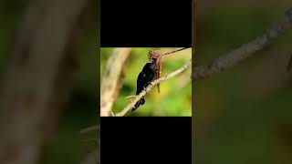 beautiful voice & beautiful Birds ##like ##subscribe to my channel ❤️❤️❤️🐦🐦🐦🦤🦤🐦