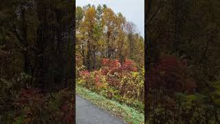 Fall colors in great smoky mountains