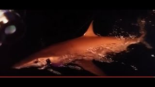 shark fishing at night. 바다사람. 상어낚시.     방게 애인낚