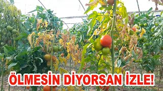 Fusarium’un EN ETKİLİ SİSTEMİK İLAÇLARI BU ANLATIMDA(50)