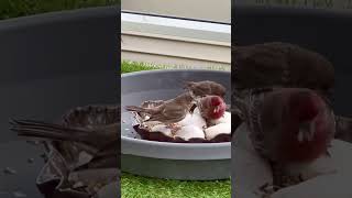 Parents feeding the baby birds