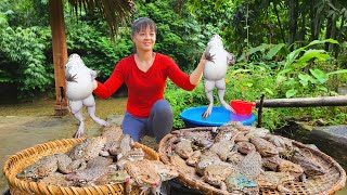 Harvesting A Lot Of Frogs In Farm Goes to the market sell - Preserve sponge gourd seed