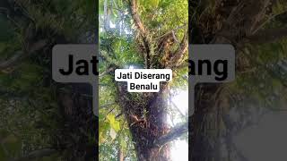 Jati Diserang Benalu