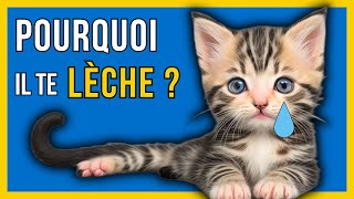 😺 Quand ton CHAT TE LÈCHE Signifie Que... | Pouvoir CURATIF du Chat