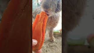 Our bunny sweet with carrot #rabbit #rabbitrabbit #cute #rabbite #bunny #pets #animals #animal #cat