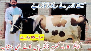 Malik Dairy Farm ||Red Fresian Cholistani Cross Cows ||Australian Fresian Cows ||Doctor Pass  Cows